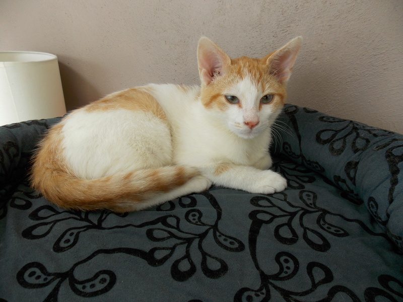 Goupix (Malou), chaton blanc tigré roux né le 1er mai 2016 Dscn2727