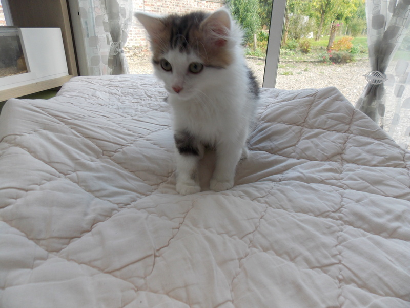 Misano, chaton à poils longs né fin juillet 2016 Dscn2921