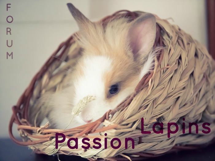 Passion Lapin