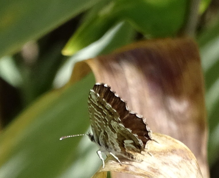 [Cacyreus marshalli] Qui connaît ce joli papillon? 1-09010