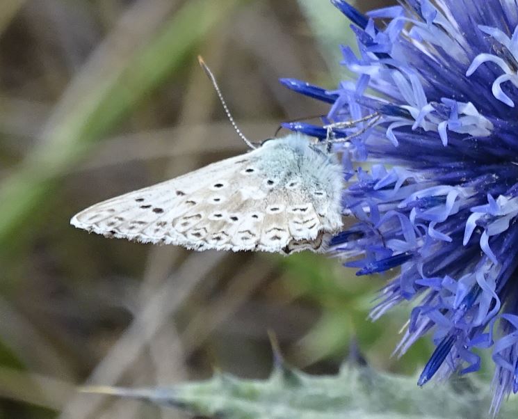 [Polyommatus (Lysandra) sp.] Vu à Villefranche le Châtaeu 26 hier Azury110