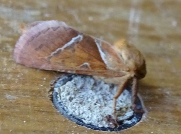 [Triodia sylvina] Papillon de nuit sur hôtel Papill12