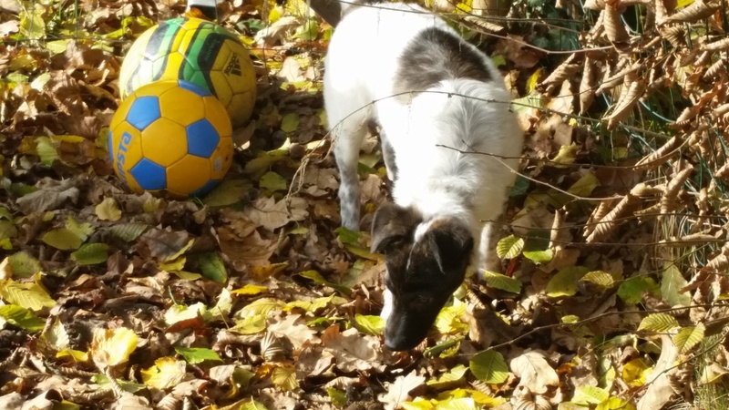 MARLOW (ex INCANTO), chiot mâle,  né en mai 2016 - REMEMBER ME LAND - Adopté par Sandrine (Belgique) 20161035