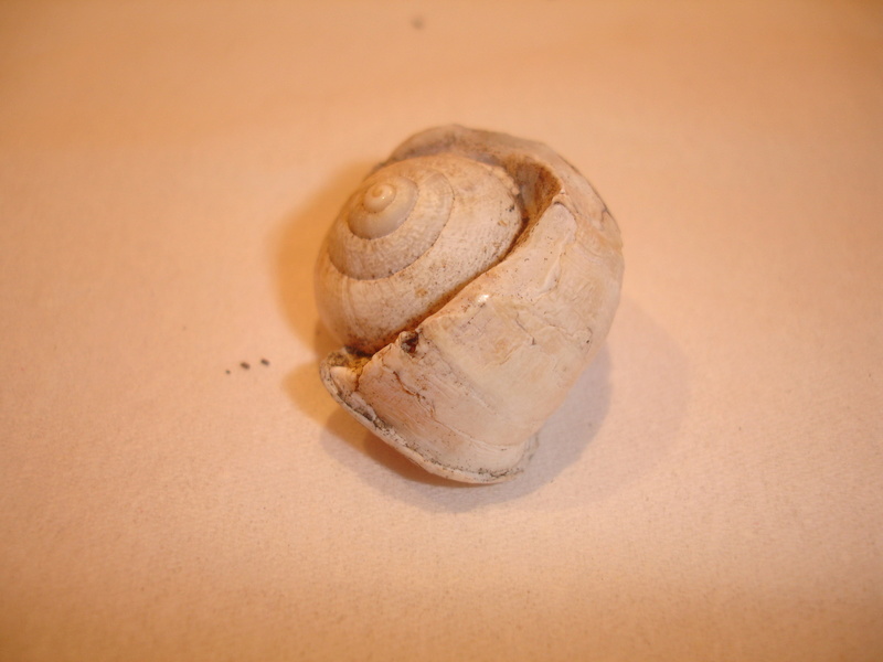 Otala punctata (O.F. Müller, 1774) des Baléares - Sub fossile Dsc06211