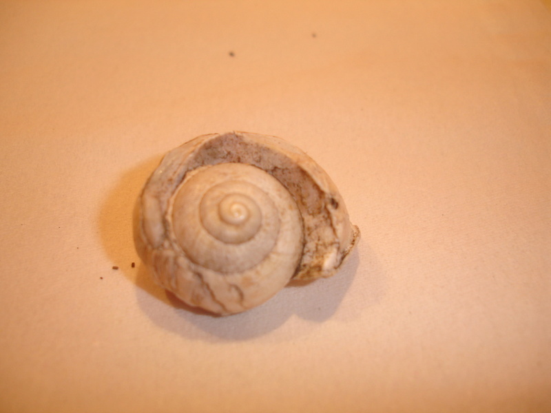 Otala punctata (O.F. Müller, 1774) des Baléares - Sub fossile Dsc06216