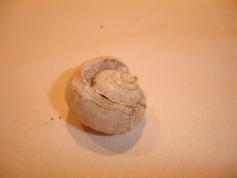 Otala punctata (O.F. Müller, 1774) des Baléares - Sub fossile Dsc06217