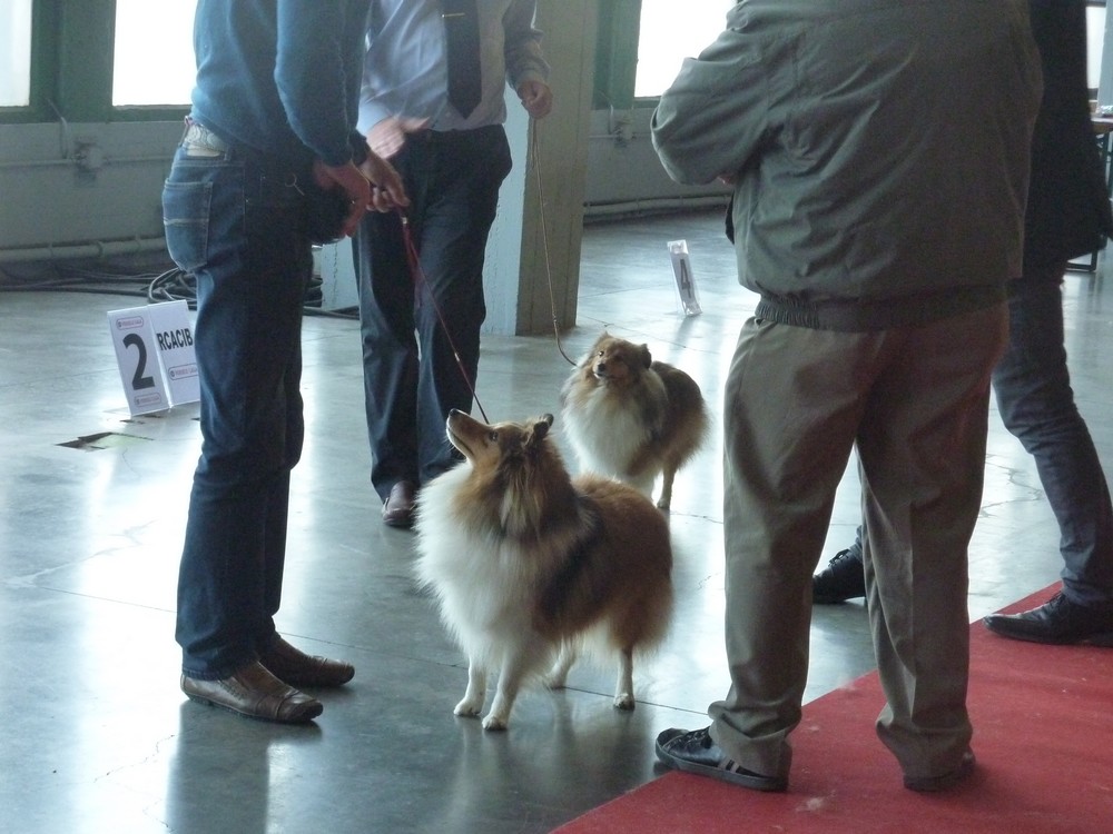 expo canine Charleroi 9 octobre 16. les shelties. P1180510