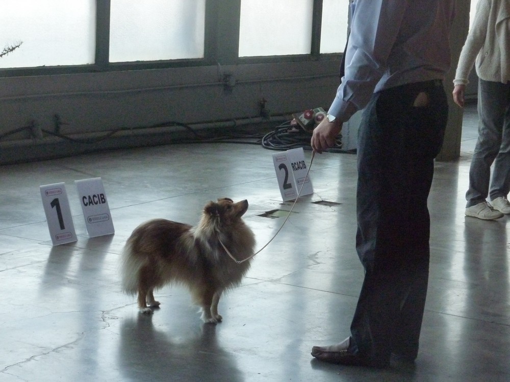 expo canine Charleroi 9 octobre 16. les shelties. P1180511