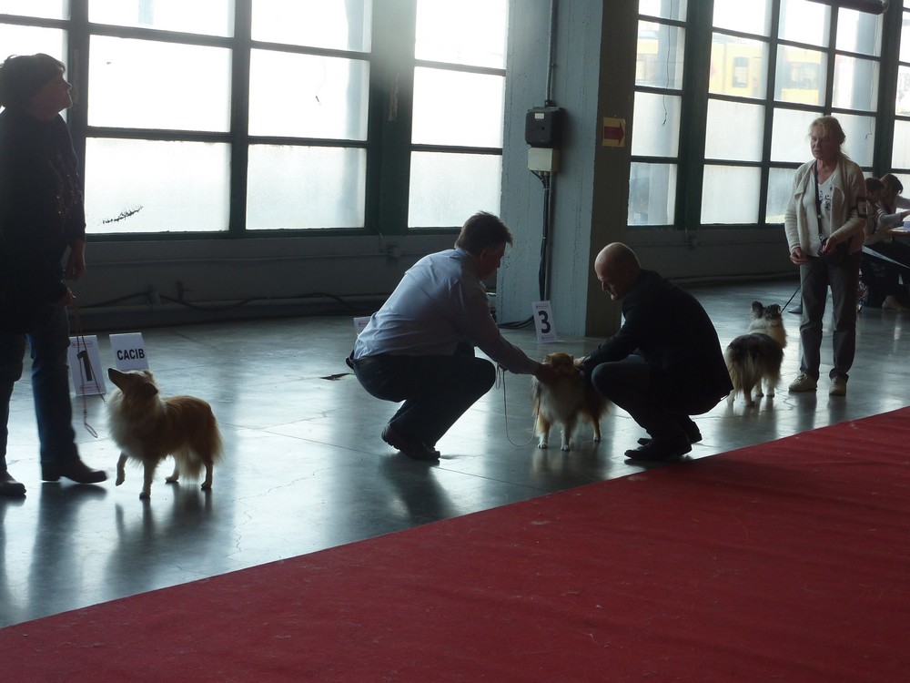 expo canine Charleroi 9 octobre 16. les shelties. P1180512