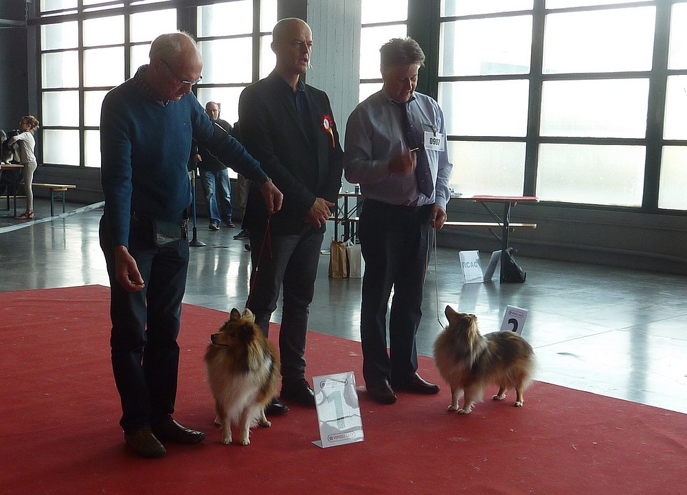 expo canine Charleroi 9 octobre 16. les shelties. P1180513