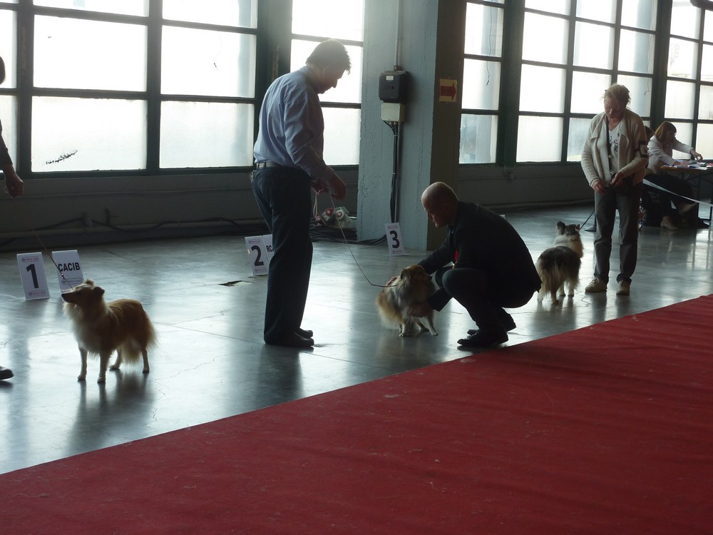 expo canine Charleroi 9 octobre 16. les shelties. P1180514