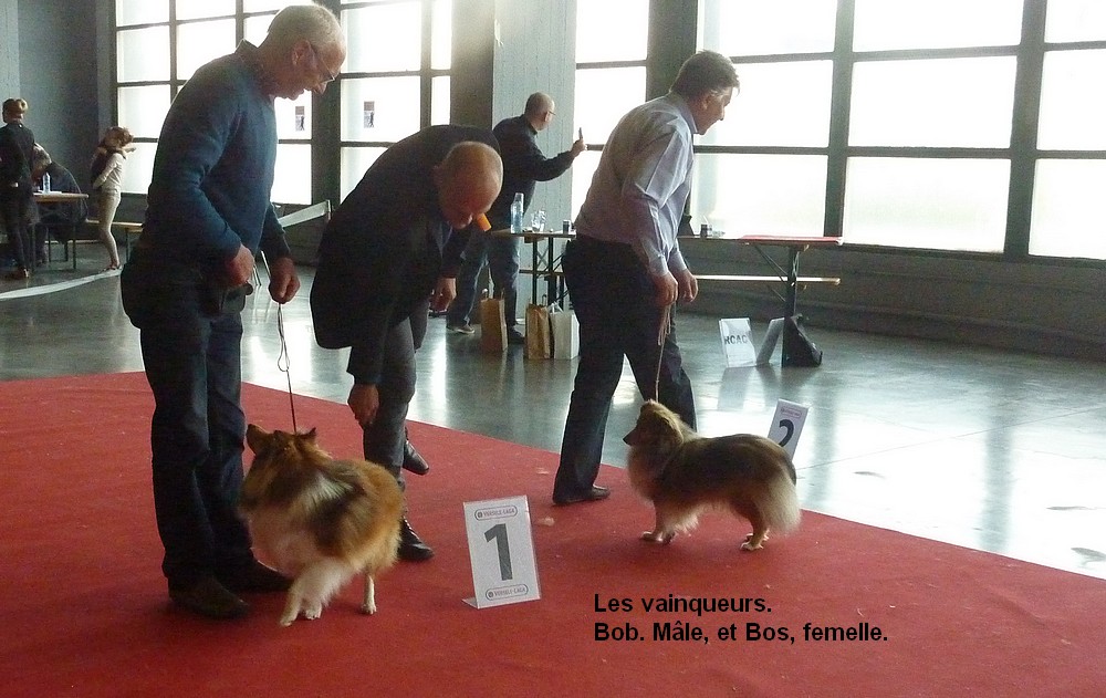 expo canine Charleroi 9 octobre 16. les shelties. P1180516