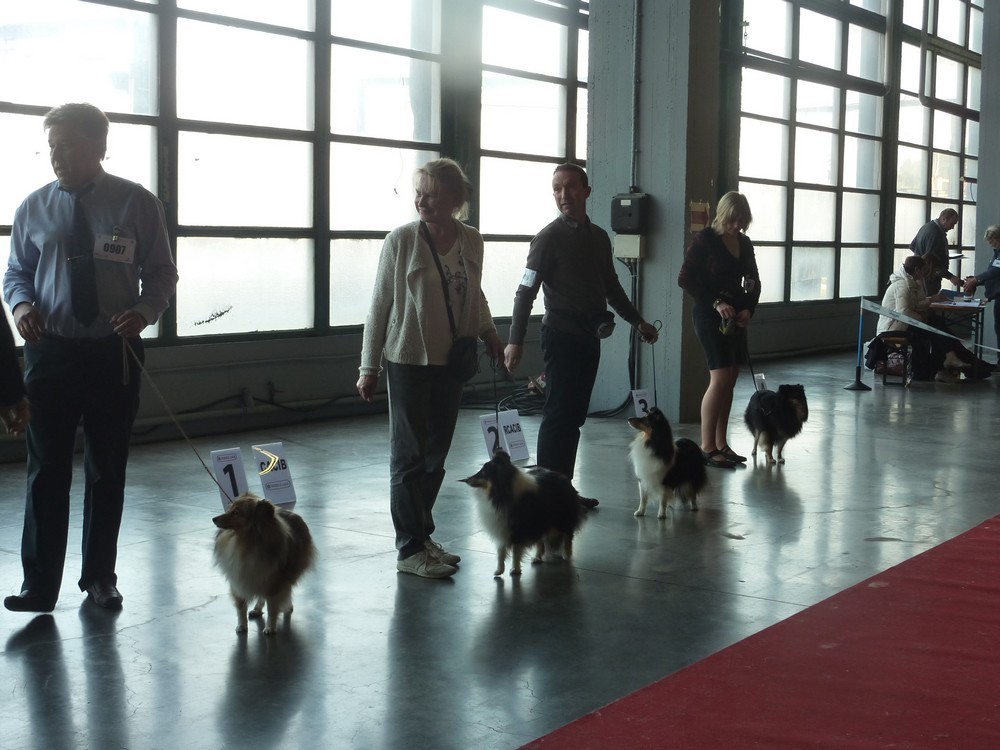 expo canine Charleroi 9 octobre 16. les shelties. P1180517