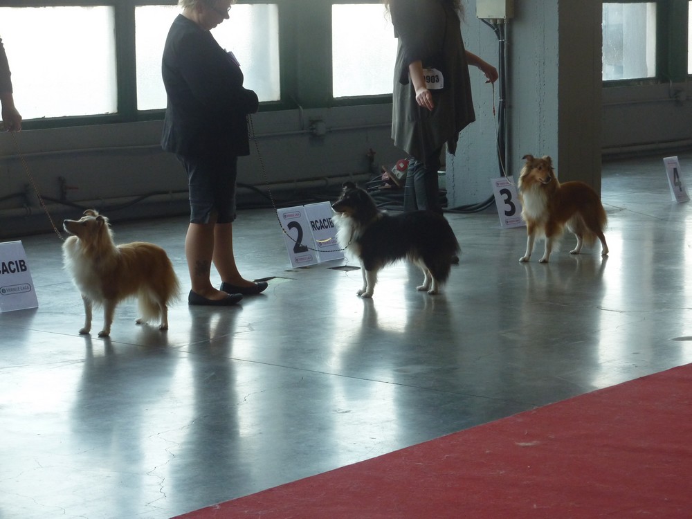 expo canine Charleroi 9 octobre 16. les shelties. P1180522