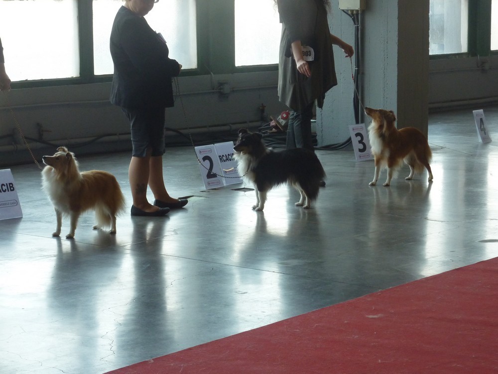 expo canine Charleroi 9 octobre 16. les shelties. P1180523