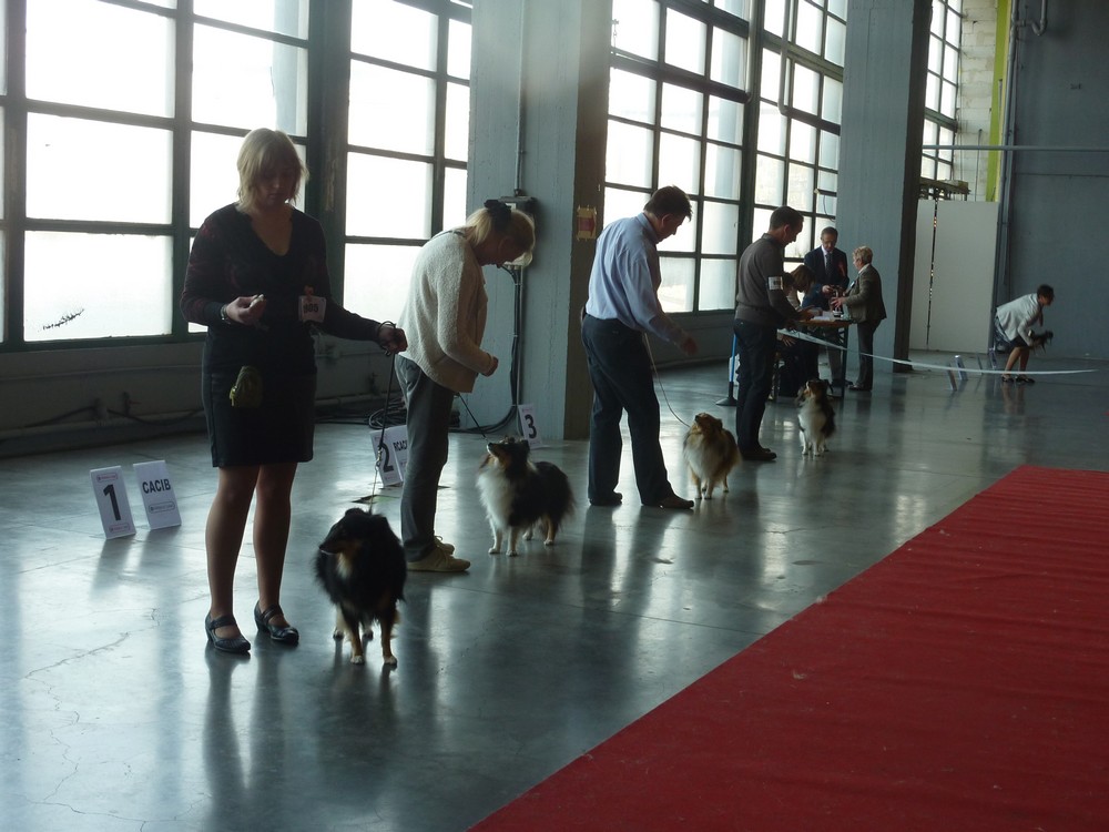 expo canine Charleroi 9 octobre 16. les shelties. P1180525