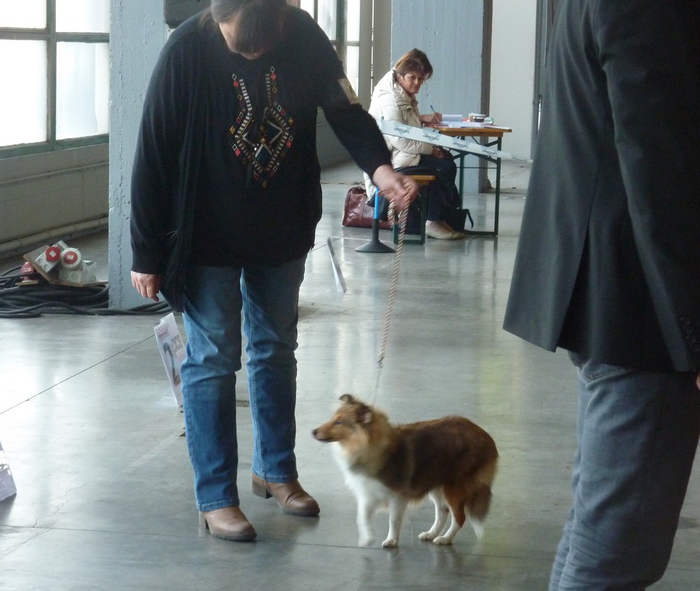 expo canine Charleroi 9 octobre 16. les shelties. P1180528