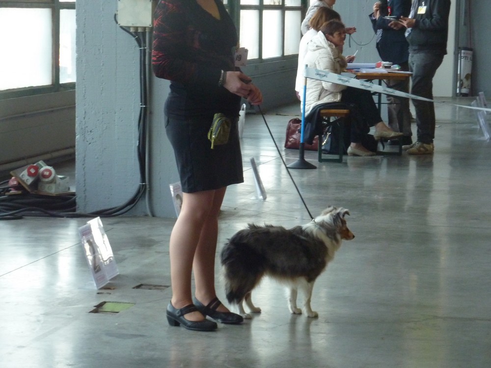 expo canine Charleroi 9 octobre 16. les shelties. P1180529