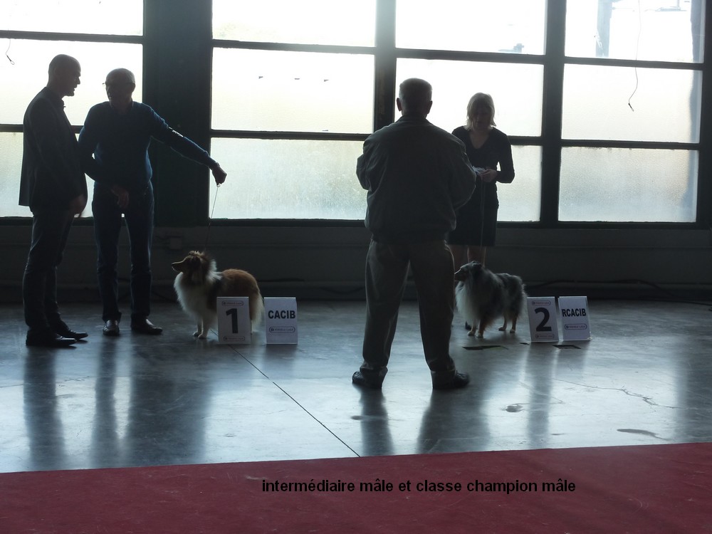 expo canine Charleroi 9 octobre 16. les shelties. P1180530