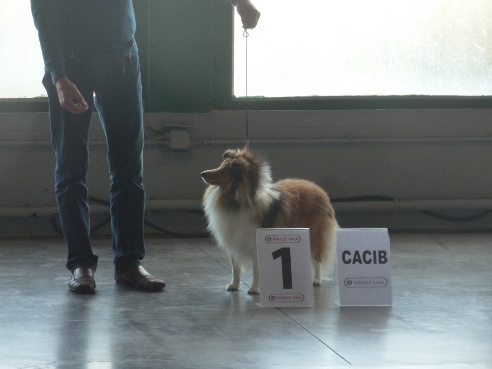 expo canine Charleroi 9 octobre 16. les shelties. P1180531