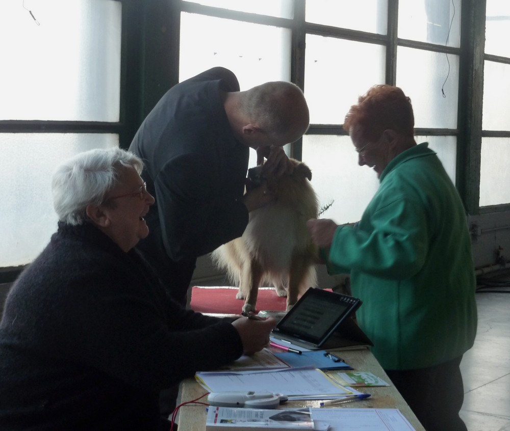 expo canine Charleroi 9 octobre 16. les shelties. P1180534