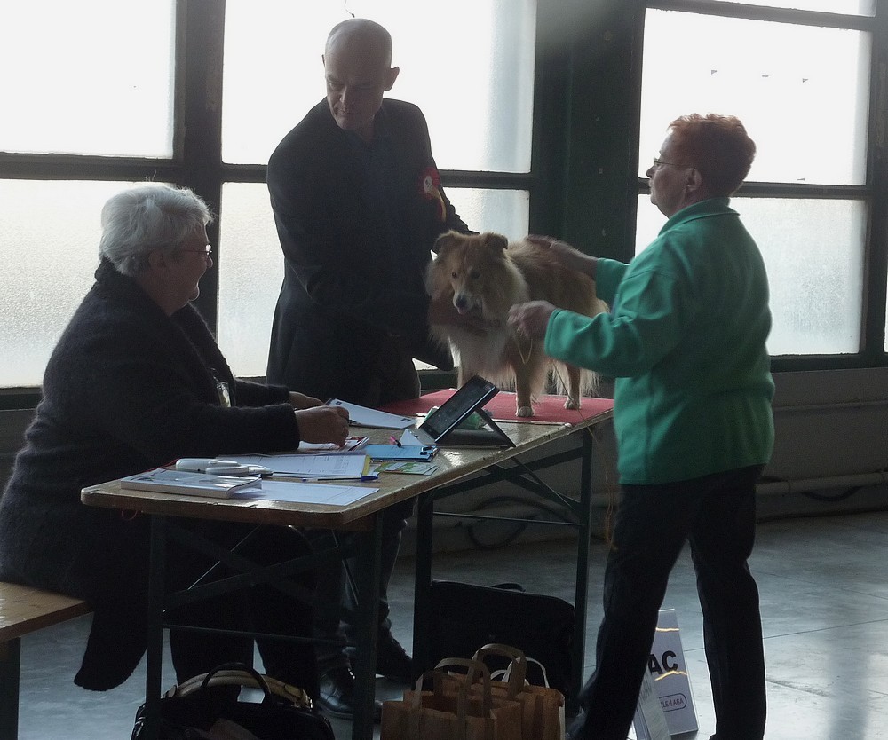 expo canine Charleroi 9 octobre 16. les shelties. P1180536