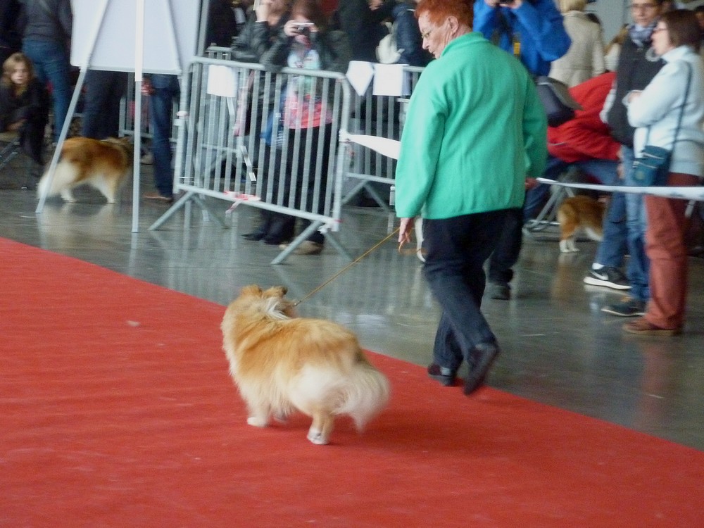 expo canine Charleroi 9 octobre 16. les shelties. P1180540
