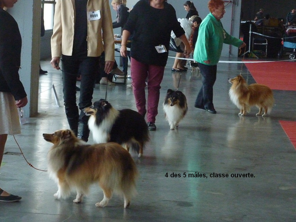 expo canine Charleroi 9 octobre 16. les shelties. P1180541