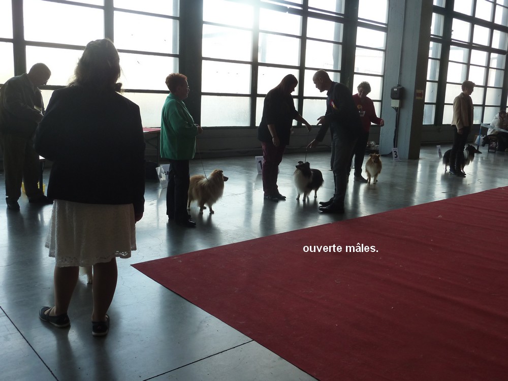expo canine Charleroi 9 octobre 16. les shelties. P1180545