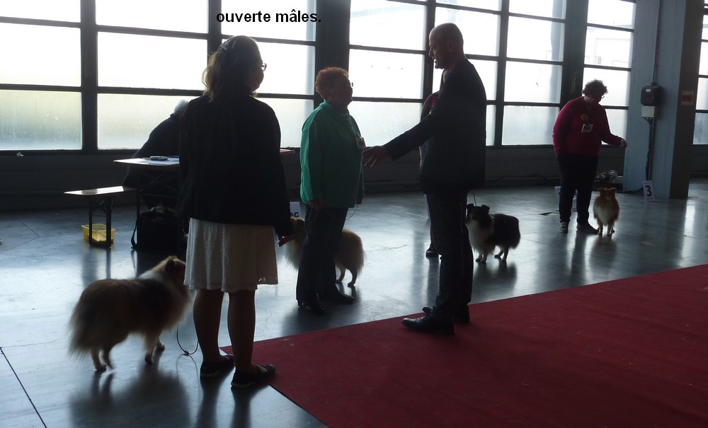 expo canine Charleroi 9 octobre 16. les shelties. P1180548