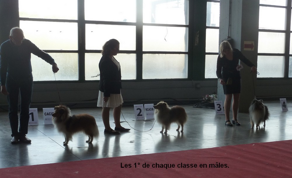 expo canine Charleroi 9 octobre 16. les shelties. P1180549