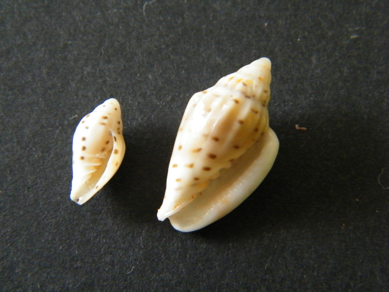 Glabella faba (Linnaeus, 1758) Dscf2320