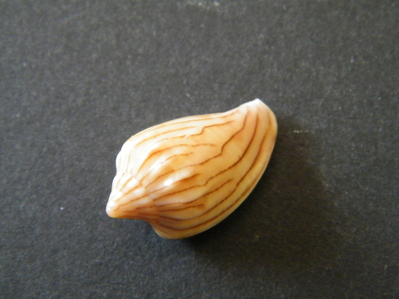 Glabella bellii (Sowerby II, 1846) Dscf2332