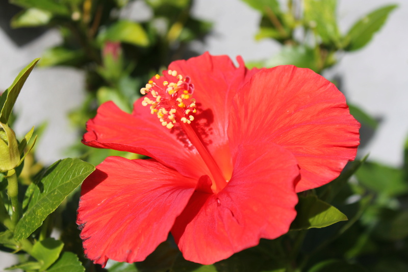 Mes hibiscus et moi...une longue histoire - Page 22 Img_4043