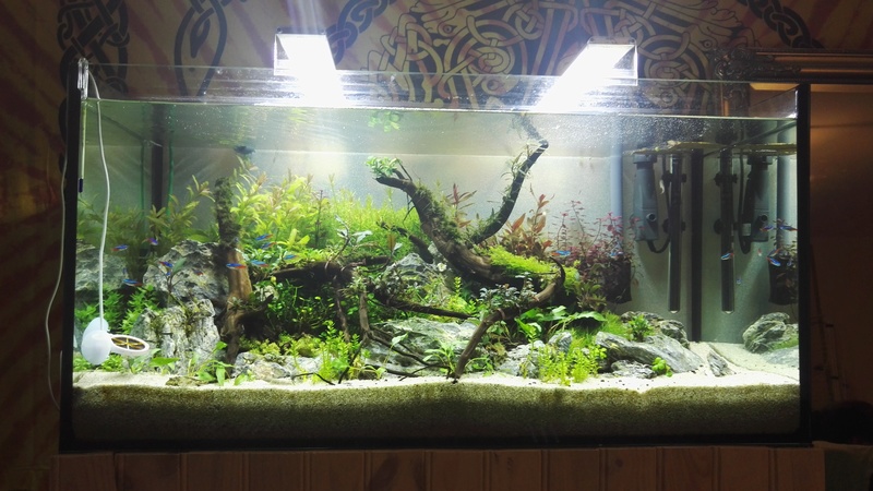 Aquascaping 90x45x45 Img_2019