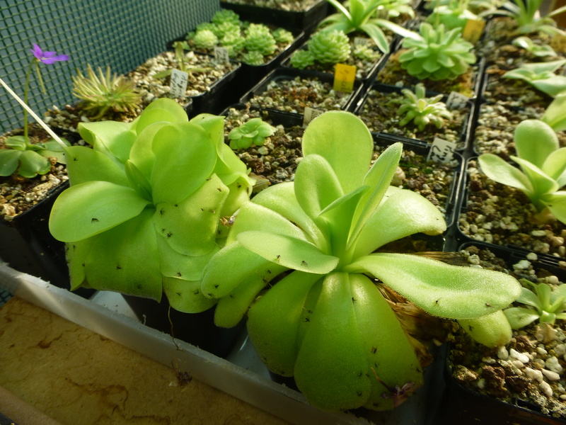 photos de pinguicula Mon_ja11