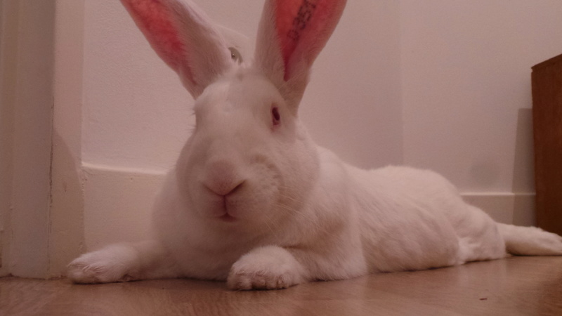 [ADOPTE] Bambou, jeune lapin de laboratoire 34274310