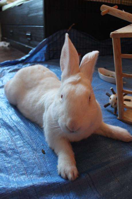 [A PARRAINER] Chewie, lapin de laboratoire à parrainer Img_1412