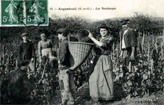 Picoler les vignes d'Argenteuil 38gv_410