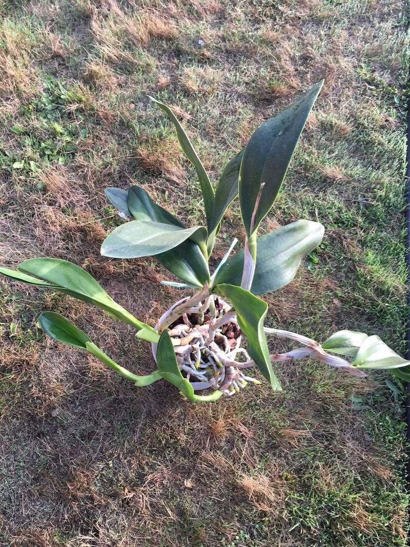 Epidendrum ciliare en pleine forme  Image15