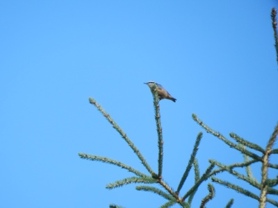 Oiseaux du Canada Dscn1712