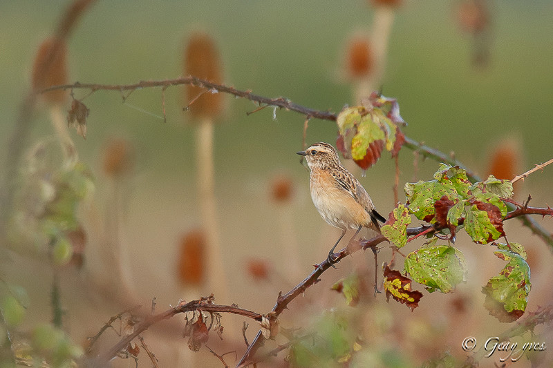 Oiseaux des marais Tarier12