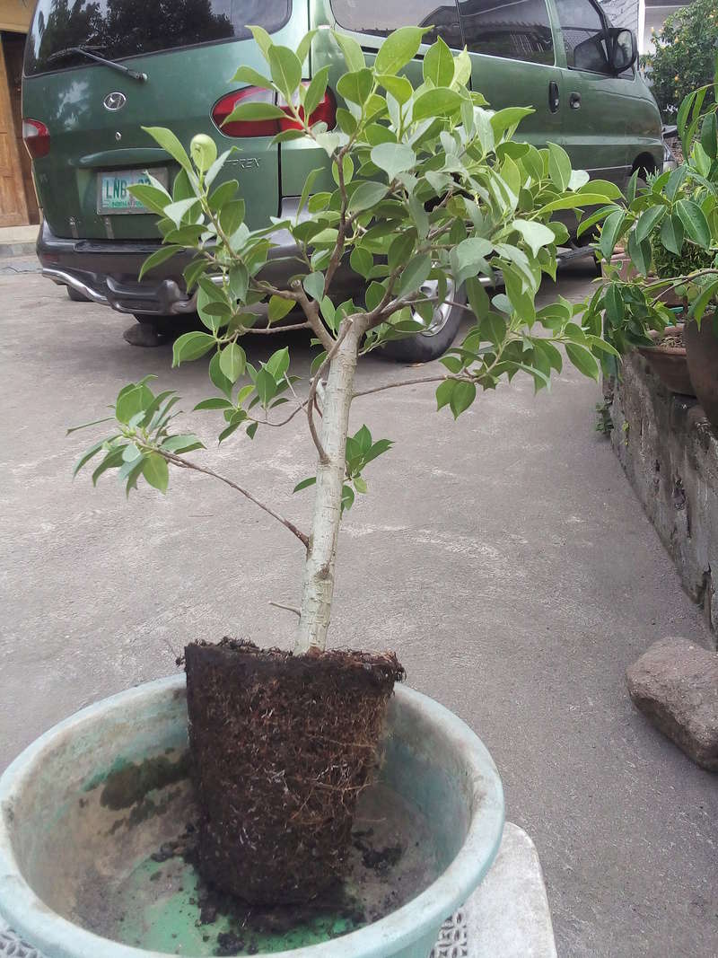 My Ficus #1 20160312
