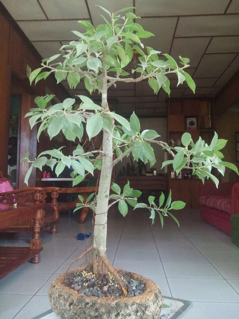 My Ficus #1 20161013