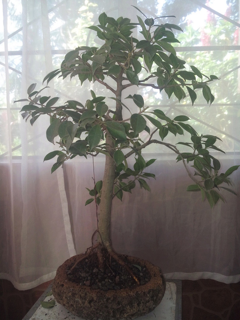 My Ficus #1 20161014