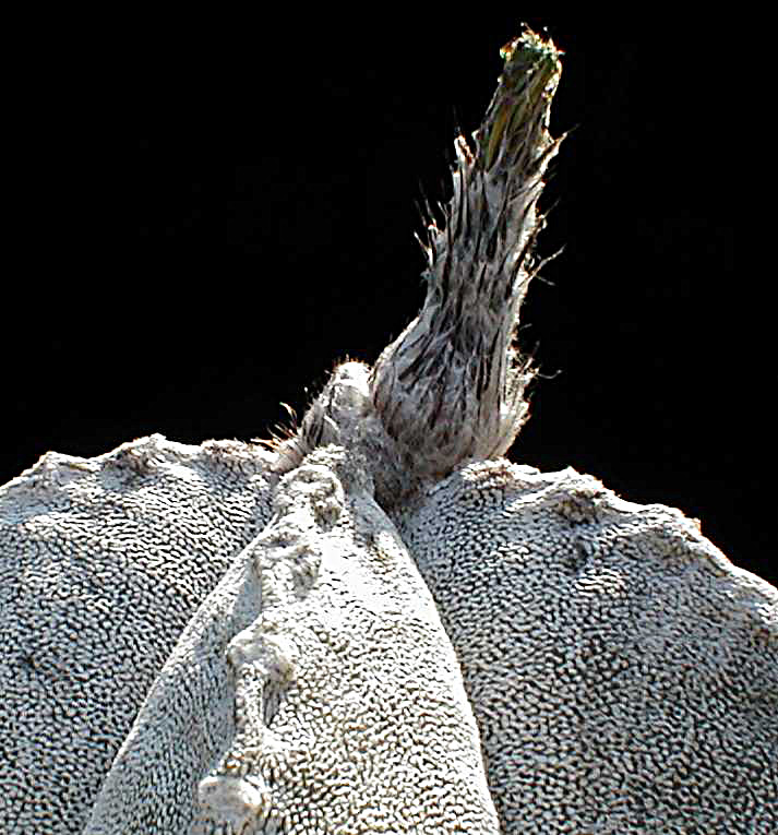 Astrophytum coahuilense Cofruc10