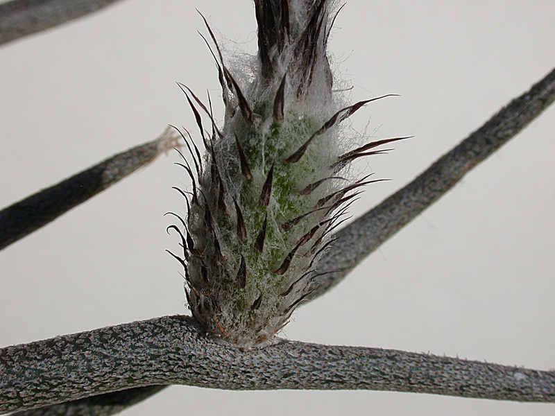 Astrophytum caput-medusae Dscn2917
