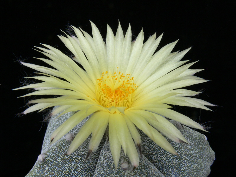 Astrophytum myriostigma var. myriostigma P1020512