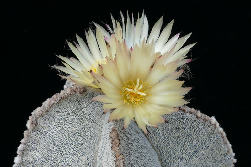 Astrophytum myriostigma subsp. tulense P1070710
