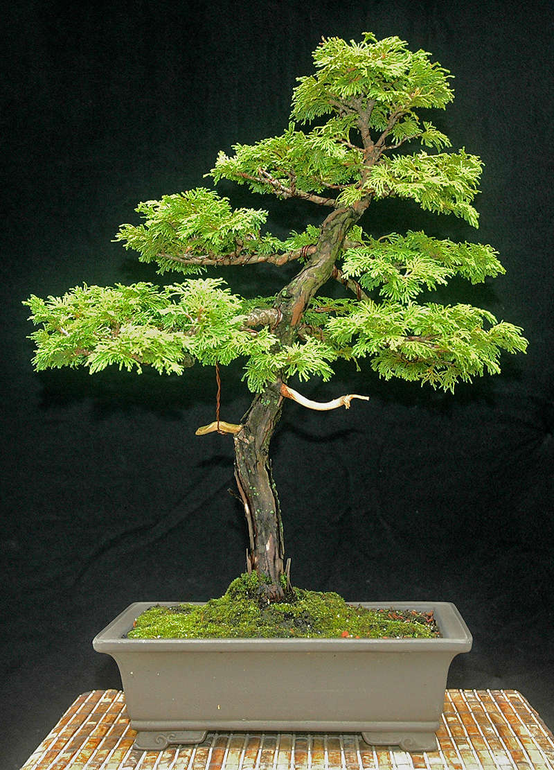 Hinoki Cypress Progression - sort of Hinoki13